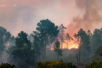 Forest Engulfed in Flames and Smoke During Nighttime Wildfire