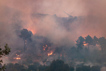 Forest Engulfed in Flames and Smoke During Nighttime Wildfire