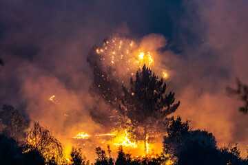 Forest Engulfed in Flames and Smoke During Nighttime Wildfire
