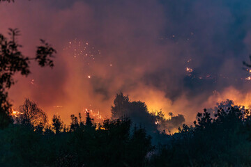 Forest Engulfed in Flames and Smoke During Nighttime Wildfire
