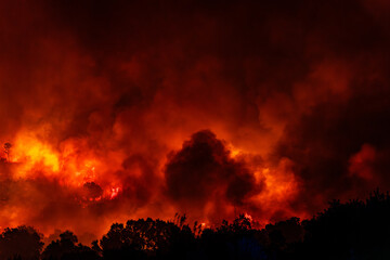 Forest Engulfed in Flames and Smoke During Nighttime Wildfire