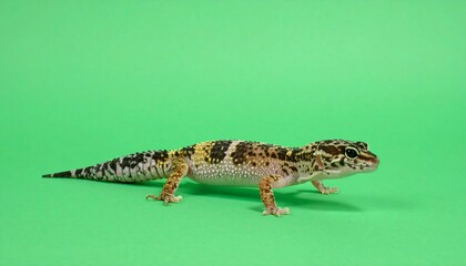 Close-up of a vibrant leopard gecko showcasing its unique spotted pattern on a plain green background