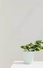 Geranium flower in a mint metal pot on a white background.