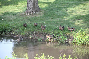 Ducks by the Pond