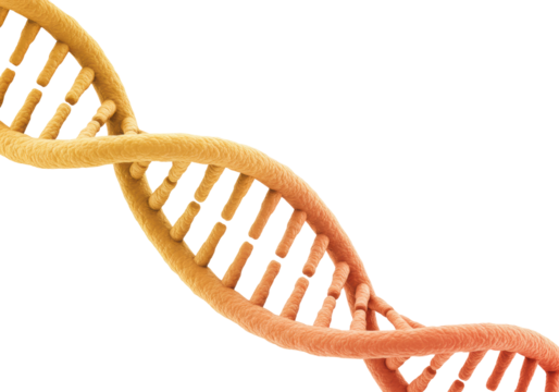 Exploring dna structure and function in scientific research laboratory infographic neutral educational concept. Cut out PNG