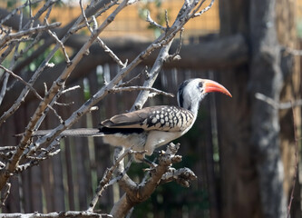 Red-billed hornbill (lat.- Tockus erythrorhynchus)