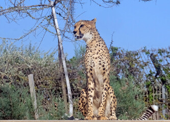 Cheetah (Acinonyx jubatus) is a large cat