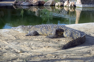 Nile crocodile in an enclosure at the zoo (lat. - Crocodylus niloticus)