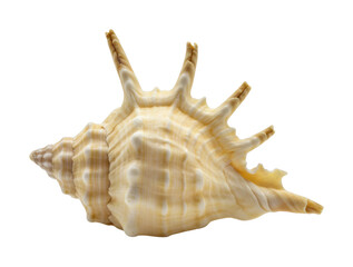 Exploring the unique beauty of a sea shell coastal shore macro natural environment perspective marine life. Cut out PNG