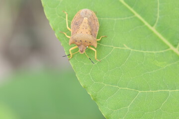 Ten star stink bug or shield bug (Lelia decempunctata) in Hokkaido, Japan
