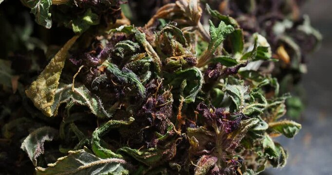cannabis dry bud close up medical marijuana