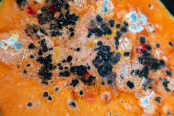 Moldy pumpkin with several species of colorful fungal colonies, in a flat texture