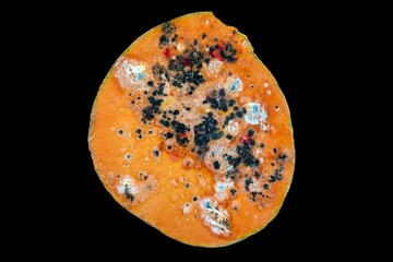 Moldy pumpkin with several species of colorful fungal colonies, in a flat texture