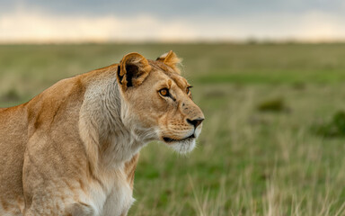Majestic Lioness Gazing Across the Serengeti in Golden Hour Light