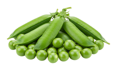 Harvesting fresh green peas farm field food natural setting healthy eating concept. Cut out PNG