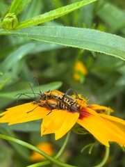 Beetles mating  on a flower