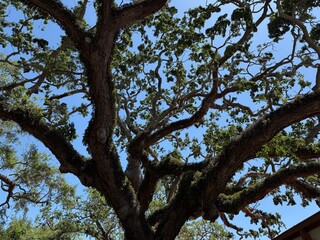 Naklejka premium tree branches against blue sky