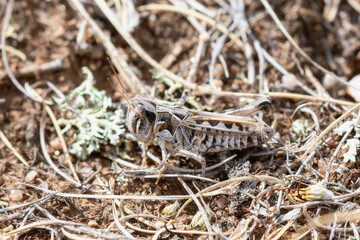 Adult Four-spotted Grasshopper (Phlibostroma quadrimaculatum) perched on dry ground amidst vegetation in a forest