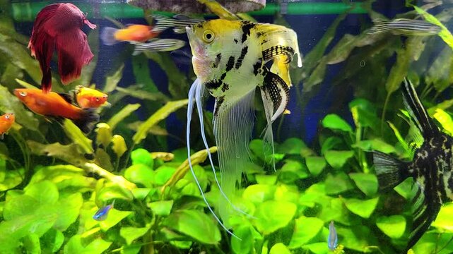 Aquarium with Angelfish, Betta, Platy, Neon, Danio Fish swimming above a thick carpet of densely greenery of  Nana Anubias, Cryptocoryne Hudoroi and Java fern