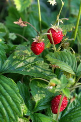 Wild red strawberries with green leaf. Skara, Sweden.