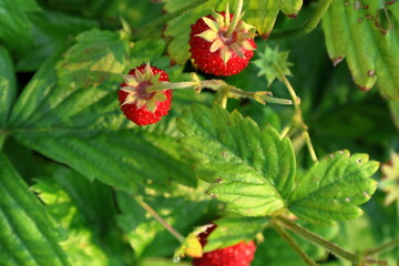 Wild red strawberries with green leaf. Skara, Sweden.