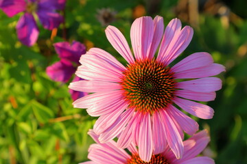 Fototapeta premium Pretty pink flower called Echinacea purpurea or purple coneflower. Summer day and close up photo.