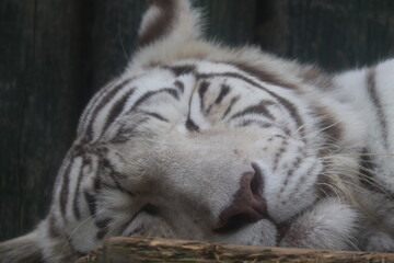 siberian tiger resting on the ground