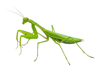 Green praying mantis in nature perspective insect behavior macro. Cut out PNG