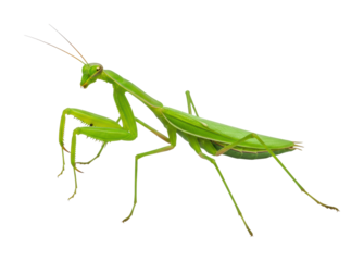 Green praying mantis in nature perspective insect behavior macro. Cut out PNG