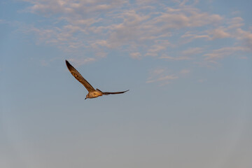 Seagull flying in blue sky with clouds and large negative space