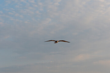 Seagull flying front view with wings spread against cloudy sky