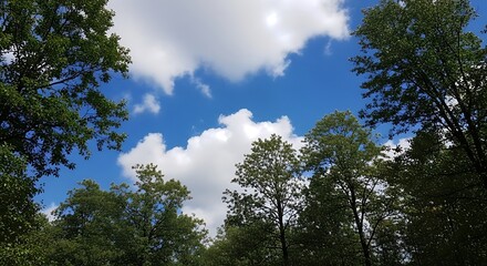 Clouds framed by trees