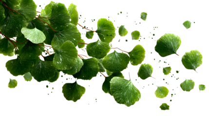 Green leaves flying in the wind isolated on a transparent background. high resolution PNG file