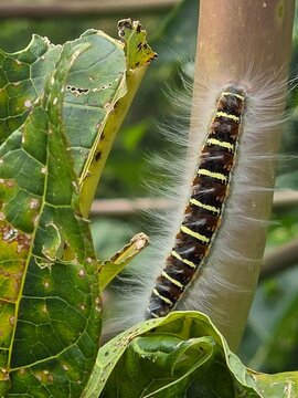 caterpillar on a leaf in Boquete Panama 