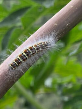 caterpillar on a leaf in Boquete Panama 