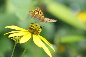 Silver-washed fritillary (Argynnis paphia) in Hokkaido, Japan
