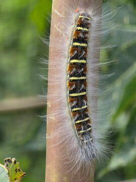 caterpillar on a leaf in Boquete Panama 