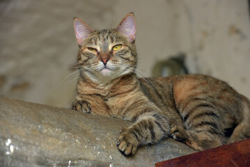 A tabby cat with yellow-green eyes, lying on a raised platform indoors 