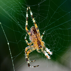 close-up of garden spider on a web