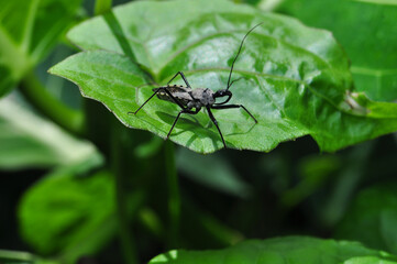 Close-up of a black insect on a green leaf