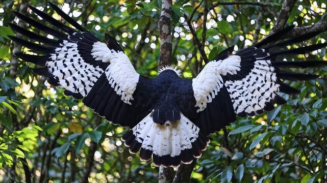 A majestic bird perched on a tree branch in a lush forest, captured from a side angle. Ideal for a nature documentary video scene.