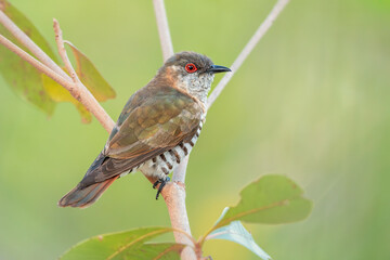 A wild little bronze cuckoo (Chrysococcyx minutillus) perched on a branch with blurred, green background, Australia
