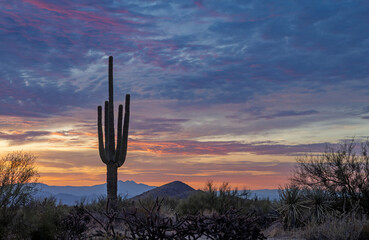 Saguaro Cactus And Desert Sunrise Skies In North Scottsdale, AZ