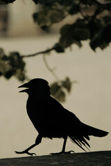 Silhouette of a crow walking on a wall in soft light