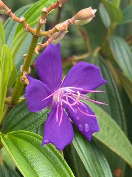 purple orchid in the garden