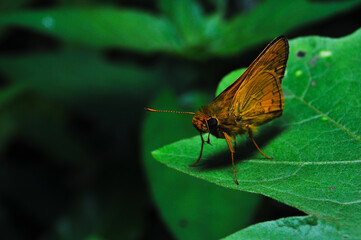 Close-up of a brown butterfly resting on a green leaf