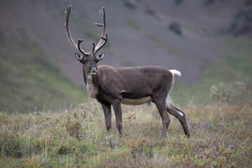 young or juvenile Alaskan Caribou striking the pose