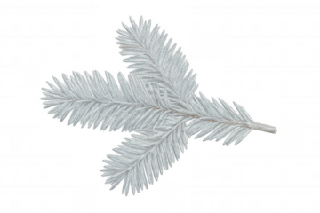 Silver fir branch featuring a transparent background, enhancing winter and christmas projects with a touch of festive elegance