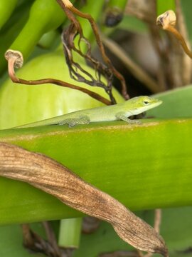 green lizard on a tree
