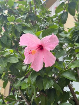pink hibiscus flower